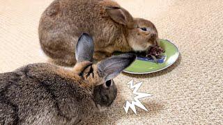 This Rabbit Eats Anything, Even This! 