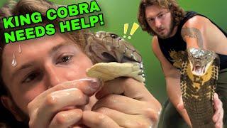 Queen Cobra gets NEW HOME! A New Era