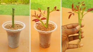 How To Grow Rose Plant From Cutting | Grow Rose From Cutting