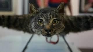 Bart Jansen und Orvillecopter, die Fliegende Katze [flying cat] | Netherlands