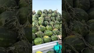 Продажа арбуза 