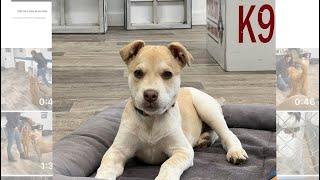 Toula the 12 Week Old Rescue Puppy Training Update