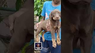 #doberman#black and tan# brown and tan#heavyquality#doberman lovers#bookingsoon#kjoshvavlog#doglove
