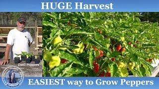 EASIEST Way to Grow Peppers l HUGE Harvest