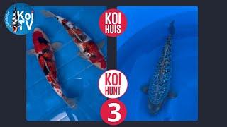 KOI TV | KoiHuis KoiHunt najaar 2024 deel 3