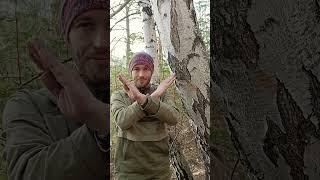 Сбор берёзового сока. Как не накосячить в конце!!!