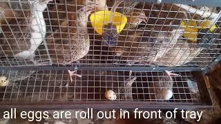 Quail Egg Roll Out Cage