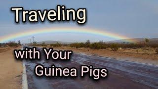 Traveling with Your Guinea Pigs