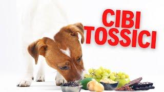 Cibi tossici per cani: 8 alimenti da evitare