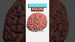 Scientists Discover Brain Wrinkles Affect Intelligence
