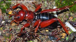 Academy of Sciences says it has discovered 138 new species from around the globe this year