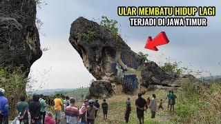 lagi viral.!ular membatu hidup lagi terjadi di jawa timur