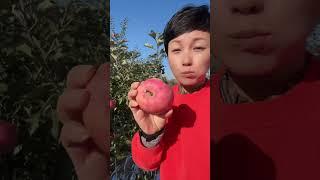 我热爱的黄土地…老父亲的苹果园#丰收的季节硕果累累 #苹果很甜 #我为家乡农产品代言 #新鲜采摘 #红富士苹果