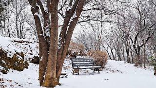 스트레스 해소와 치유를 위한 조용히 내리는 눈 소리. Snow sounds ASMR. ️️‍️