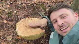 Hrib Gigantic! XXL PORCINI