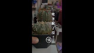 喵王的多肉陽台-兜怎麼看他休眠了沒？冬天怎麼澆水？