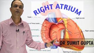 RIGHT ATRIUM OF HEART : INTERNAL FEATURES