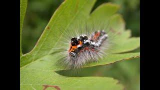 Childhood memories in a single caterpillar
