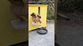 smart Chicken feeding #smartchicken #chiken #hen #fyp #animalsshorts #funny #feedshorts #feeding