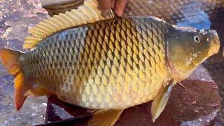 Amazing Cutting Skills | Big Carp Fish Cutting Skills Live In Fish Market Bangladesh