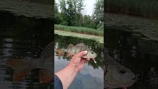 Окунь на спиннинг.