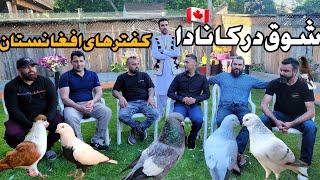 شوق در کانادا- کفتر های ناب افغانستان کمیاب (Canada 2024) Most popular PIGEON of the World