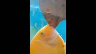 Mesmerizing Fish Kissing Visuals: Dive into the Delight on My Little Watermelons Channel  #viral