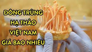 Đông trùng hạ thảo Việt Nam giá bao nhiêu? Mua ở đâu uy tín? | Tư vấn: 0911.6868.24