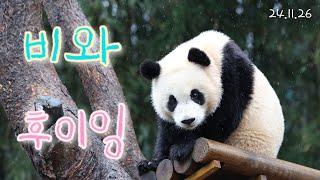 (24.11.26)비와 후이잉 #아이바오 #루이바오 #후이바오 #판다 #panda #판다월드 #에버랜드