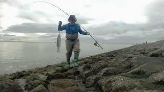 Lure fishing for Sea Bass