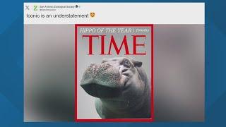 San Antonio Zoo names Timothy as 'Hippo of the Year'