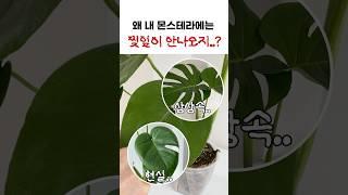 몬스테라 찢잎이 안생기는 이유!! 찢잎 생기는 방법 대공개 #몬스테라 #plants #식물키우기