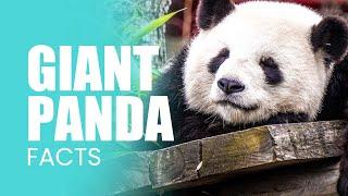 Giant Panda Facts: What Makes Pandas The Cutest?