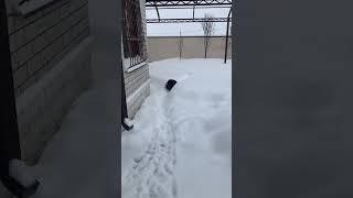 #зима #снег #шпиц #собака