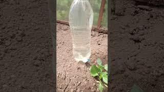 Самоделка приспособление капельный полив своими руками #diy #полезныесоветы #хитрости