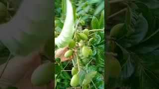 nay cùng hai mẹ con em đi hái trám .