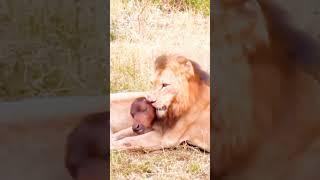 LION CRUSHING HEAD #animalworld #shorts