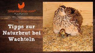 Tipps zur Naturbrut bei Wachteln | Wachtel-Shop.com