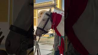 Zuljanah || #zuljanah #yahussain #yaali #shorts #trending #imamhussain #nadeemsarwar #lucknowjuloos