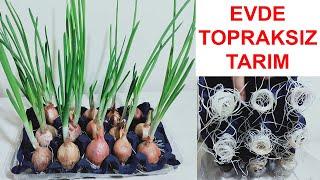 Practical Idea, Try It Now, Growing Onions In Egg Box, How To Grow Onions Without Soil