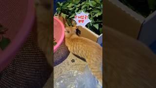 뒤끝있는 아빠와 방울이의 신경전 #시골고양이 #농부의일상 #뽀뽀냥