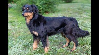 Bloodline Standard of the Black and Tan English Shepherd