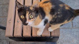 Calico kitten with beautiful patterns.