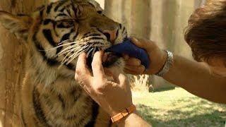 Spot and Stripe get big teeth - Tigers about the House: What Happened Next: Episode 1 - BBC