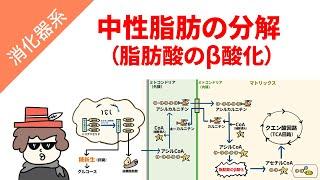 中性脂肪の分解（脂肪酸のβ酸化）