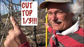 PRUNING a BIG Pear Tree down by 1/3!!! YIKES!