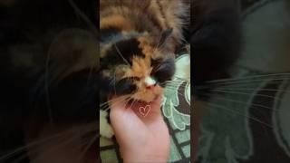 cats loves you crazily,,,,,#cat petting tips#pettingcat #catfacts #youtubeshorts