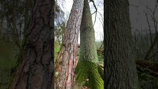 UNUSUAL LOVE BETWEEN OAK AND PINE, AMAZING NATURE