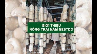 Giới thiệu Nấm Nestdo