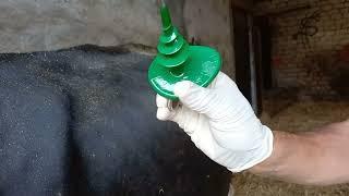 Relief of Gas Tympany (Bloat) in cow. Application of Buff Trochar. #Bovine_Doctor